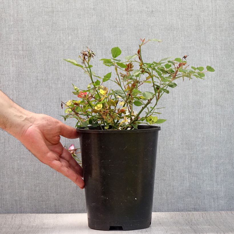 Spécimen de Rosier couvre-sol Happy Chappy  Pot de 3L/4L tel que livré en été