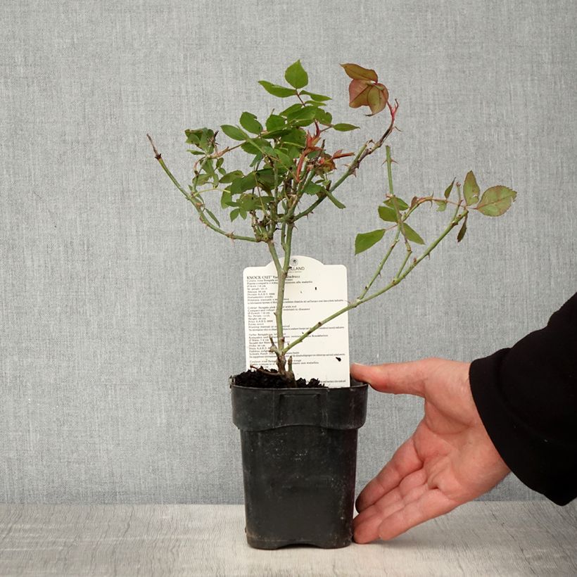 Example of Rosier couvre-sol Knock Out Radrazz Pot de 10 cm/11cm, Issu de bouture as you get in printemps