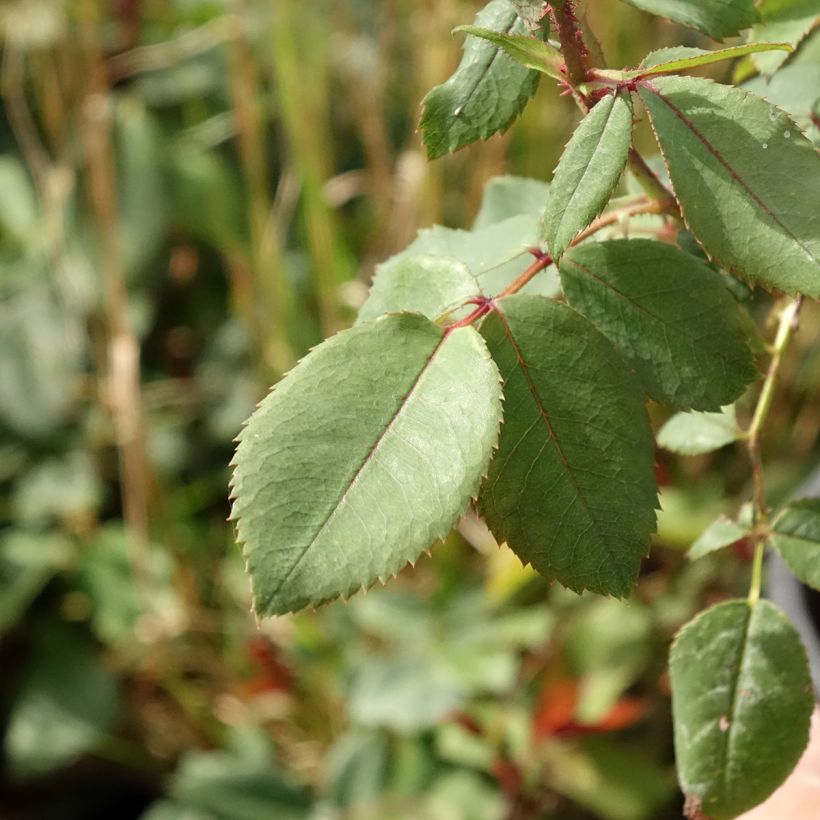 Rosier couvre-sol Knock Out Radrazz (Foliage)