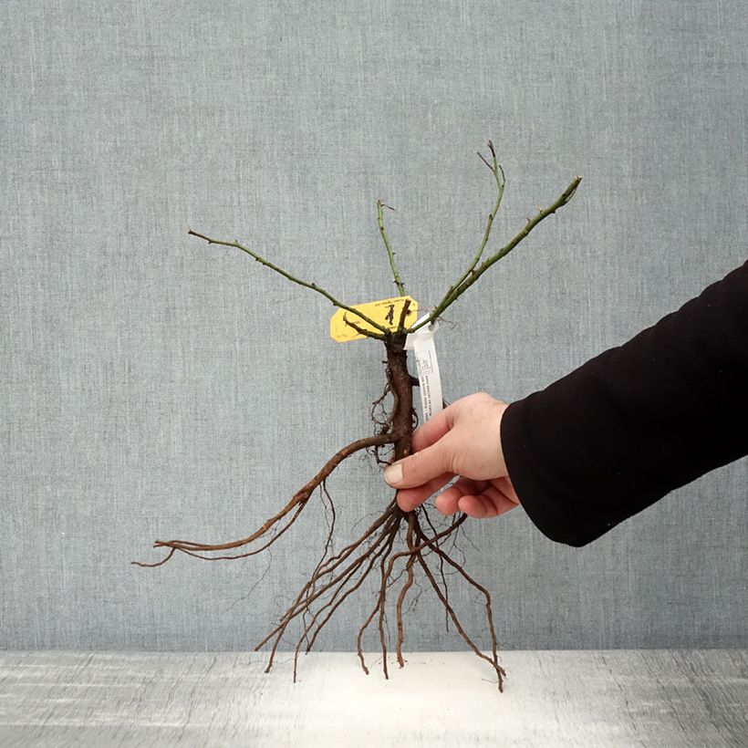 Example of Rosier couvre-sol Mirato Racines nues as you get in hiver