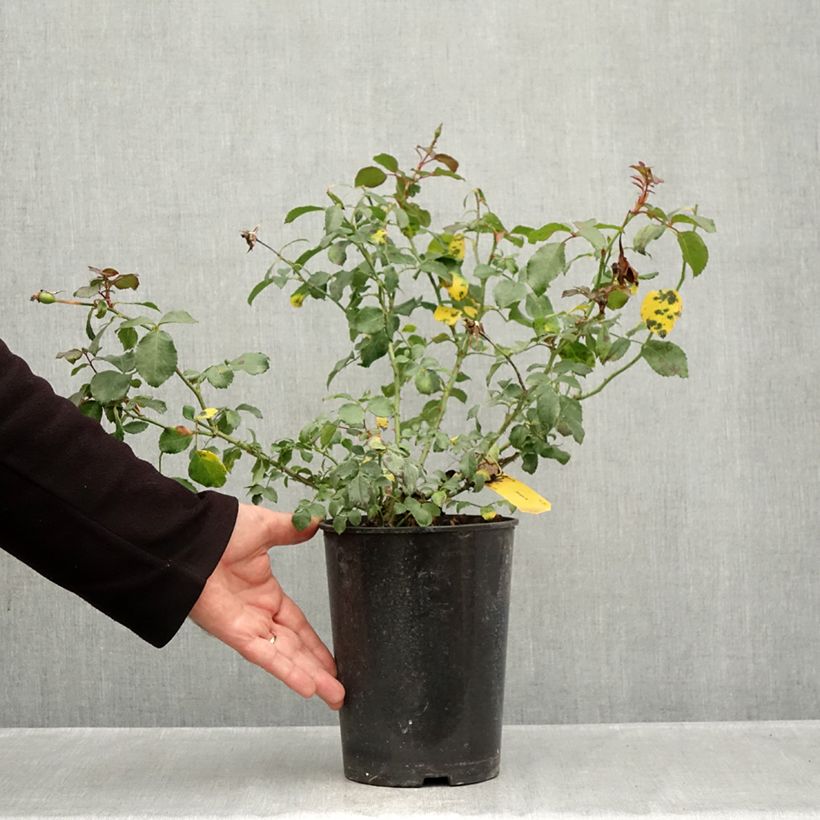 Spécimen de Rosier couvre-sol Mirato Pot de 4L/5L tel que livré en automne