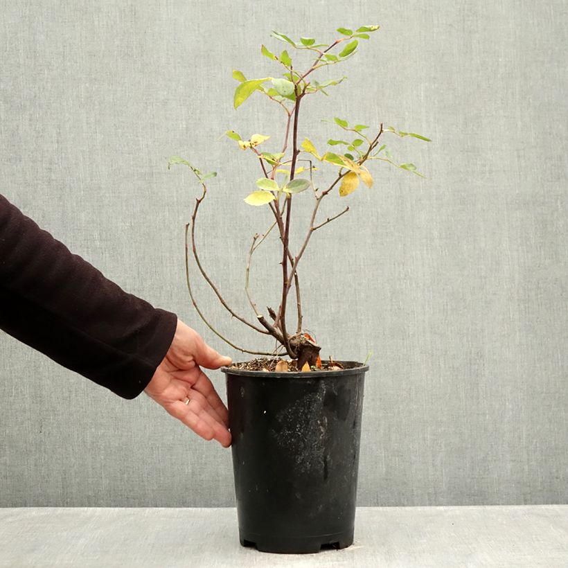 Spécimen de Rosier couvre-sol Pink Double Knock Out Pot de 4L/5L tel que livré en automne