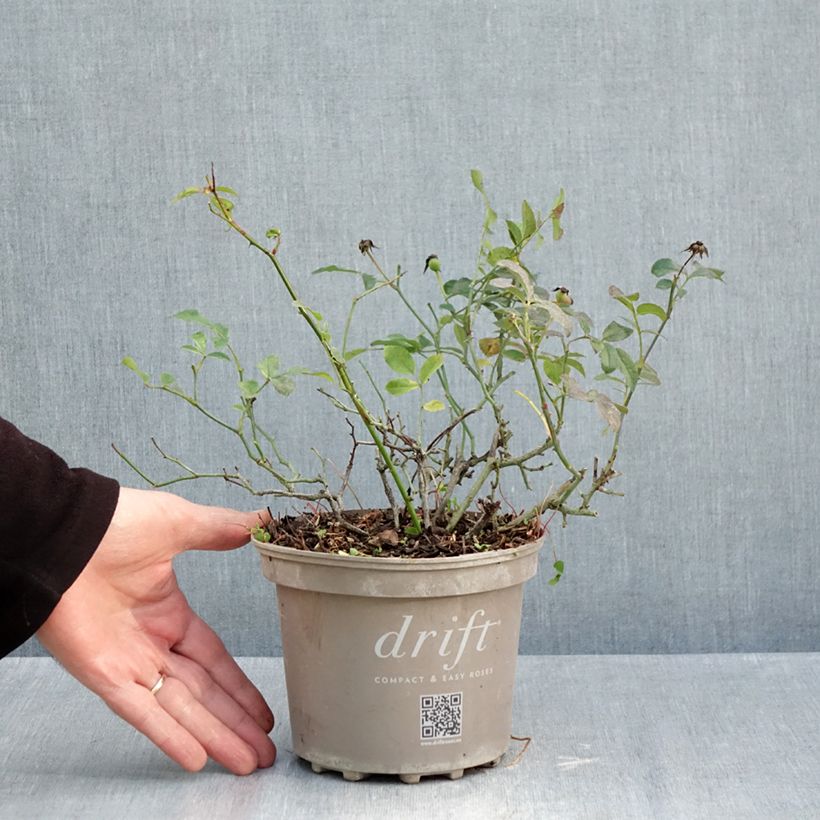 Example of Radis Vienna F1 - Raphanus sativus le sachet de 500 graines environ (5g) as you get in automne