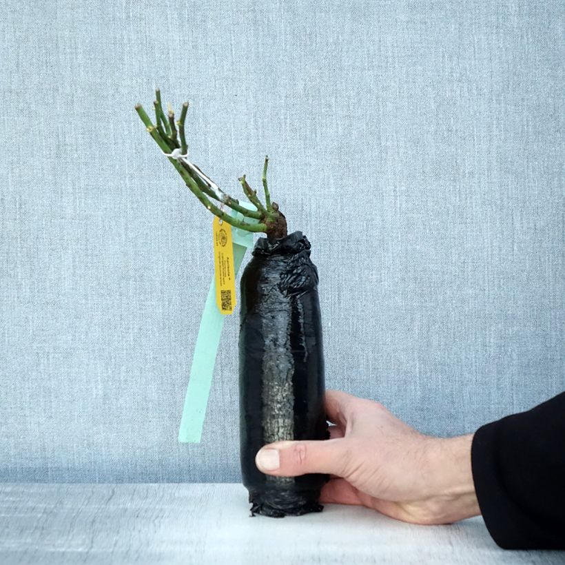 Example of Rosier couvre-sol Rigo Aprikola Racines nues en motte as you get in hiver