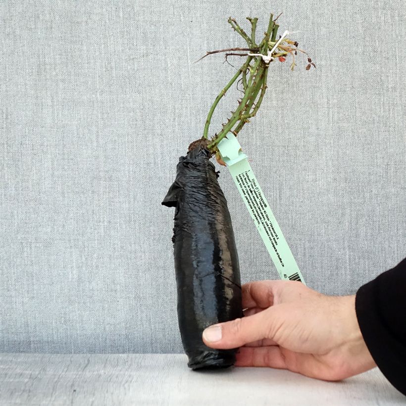 Example of Rosier couvre-sol Rigo Bonaparte Racines nues en motte as you get in hiver