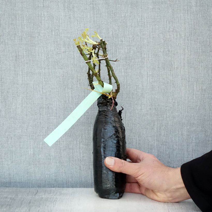 Example of Rosier couvre-sol Rigo Diamant Racines nues en motte as you get in hiver