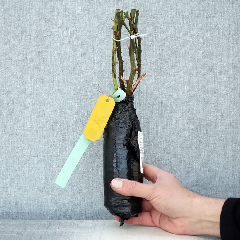 Example of Rosier couvre-sol Rigo Néon Racines nues en motte as you get in hiver