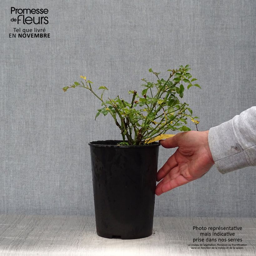 Spécimen de Rosier couvre-sol Rigo Néon Pot de 2L/3L tel que livré en automne