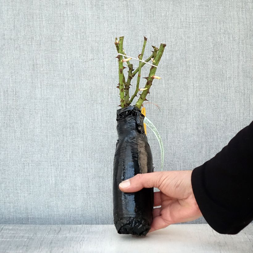 Example of Rosier couvre-sol Rigo Rotilia Racines nues en motte as you get in hiver