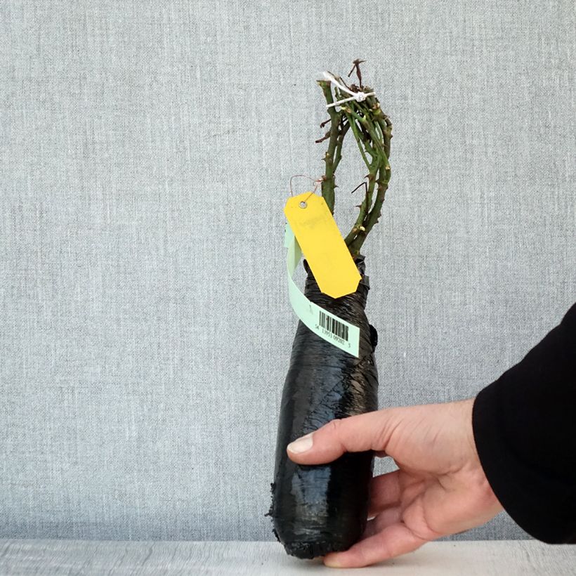 Example of Rosier couvre-sol Satina  Racines nues en motte as you get in hiver