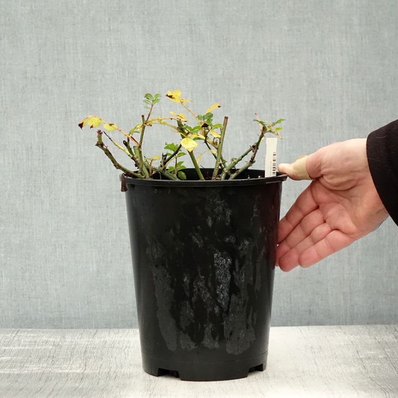 Spécimen de Rosier couvre-sol Satina  Pot de 2L/3L tel que livré en automne