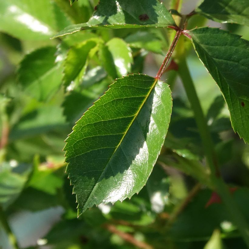 Rosier couvre-sol Satina  (Feuillage)