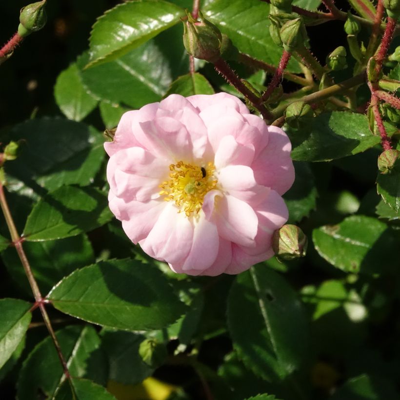 Rosier couvre-sol Satina  (Floraison)