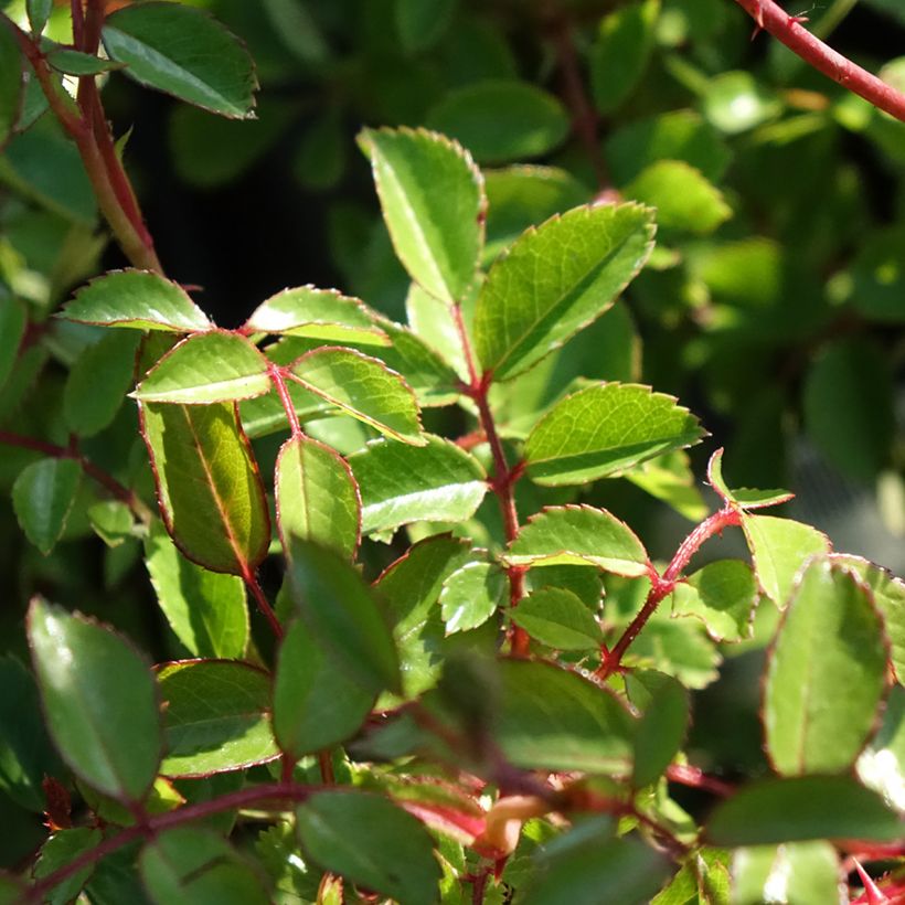 Rosier couvre-sol Sea Foam (Foliage)
