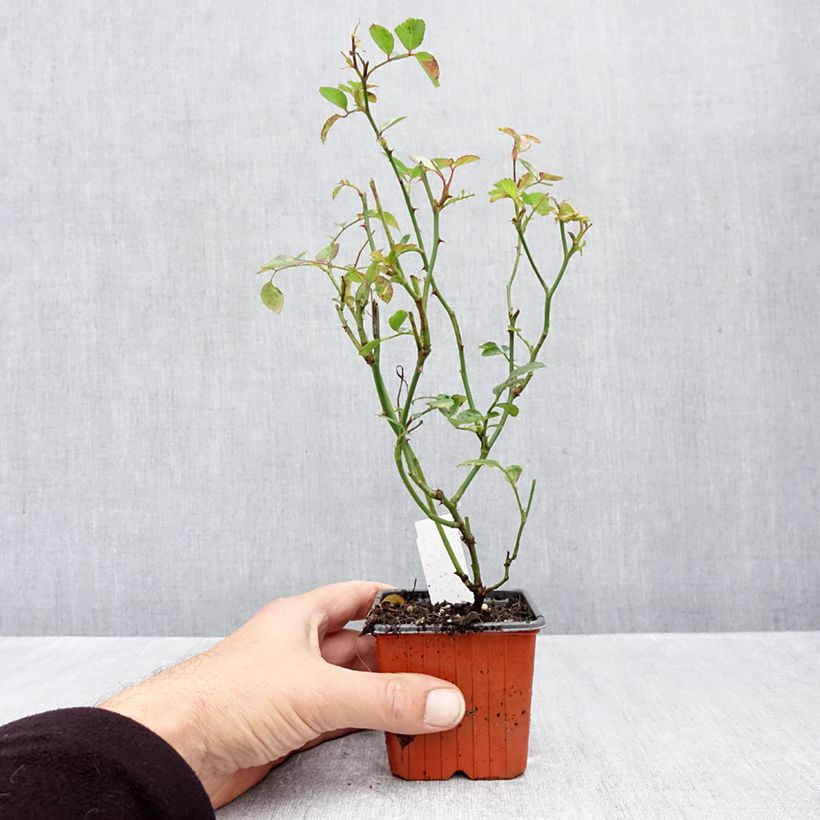 Spécimen de Rosier couvre-sol Sea Foam Godet de 8/9 cm tel que livré en automne