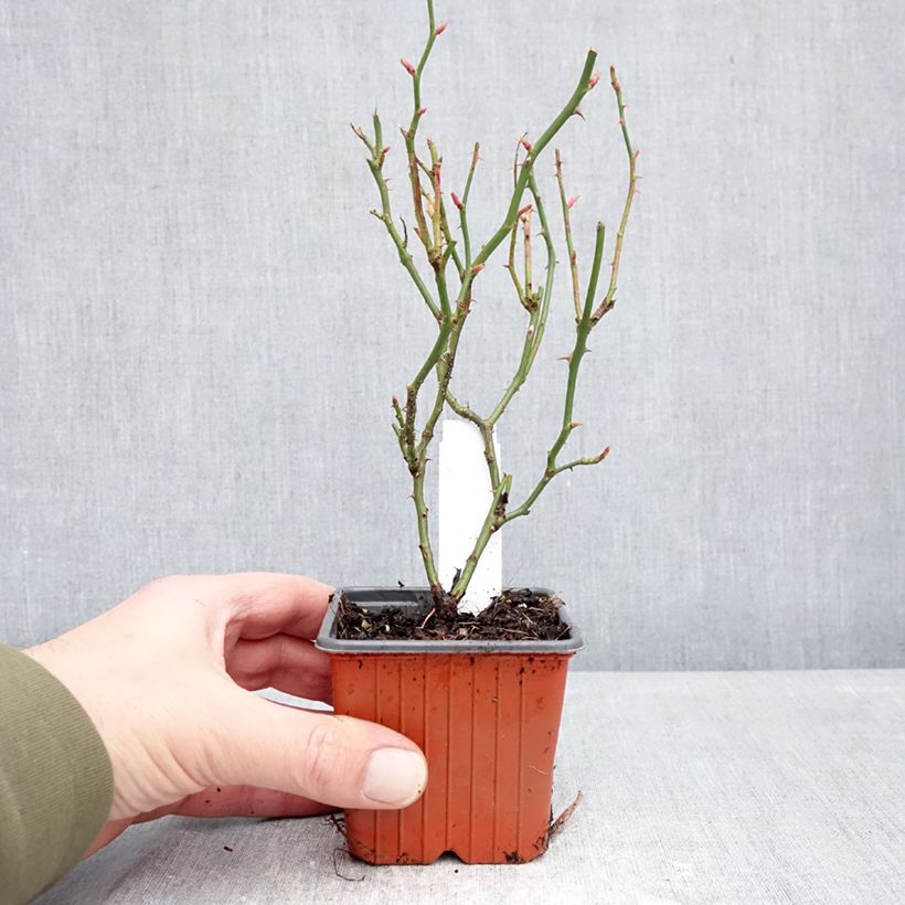 Example of Rosier couvre-sol Sea Foam Godet de 8/9 cm as you get in hiver