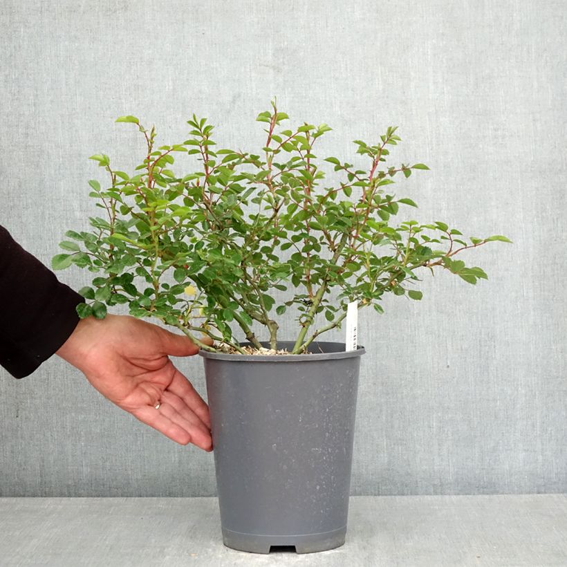 Spécimen de Rosier couvre-sol Sea Foam Pot de 3L/4L tel que livré au printemps