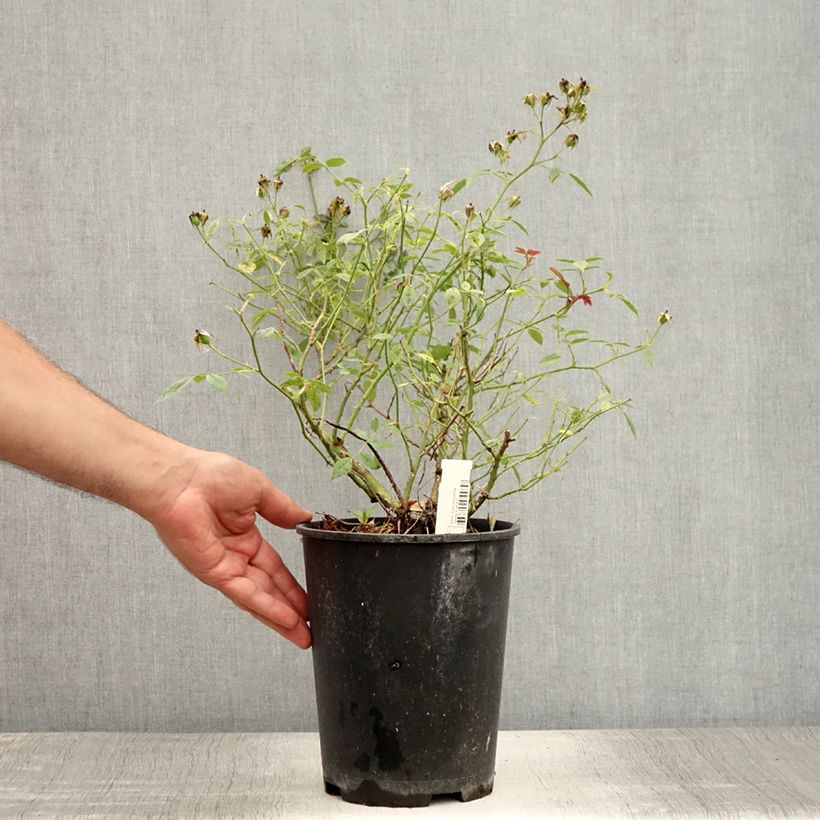 Spécimen de Rosier couvre-sol Star Profusion Pot de 3L/4L tel que livré en été