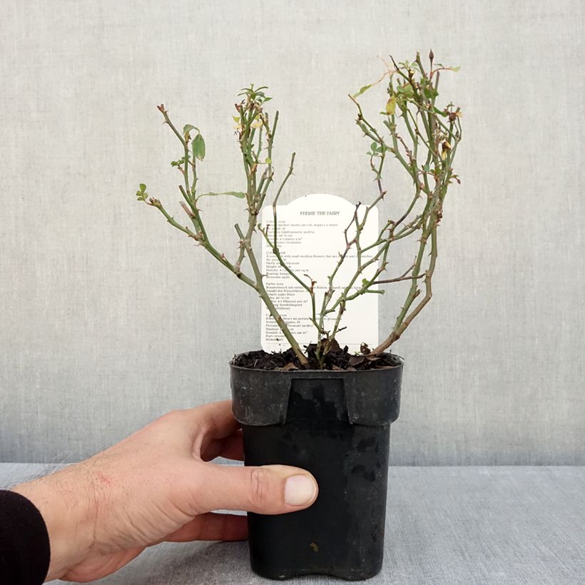 Example of Rosier couvre-sol The Fairy Pot de 10 cm/11cm, Issu de bouture as you get in automne