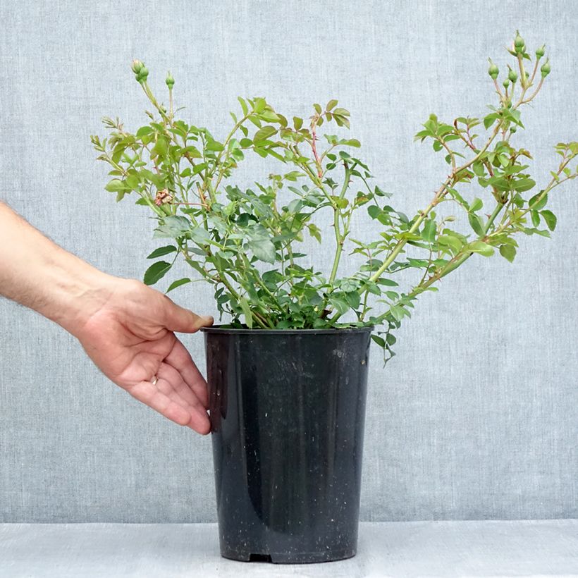 Spécimen de Rosier couvre-sol The Faun Pot de 4L/5L tel que livré en été