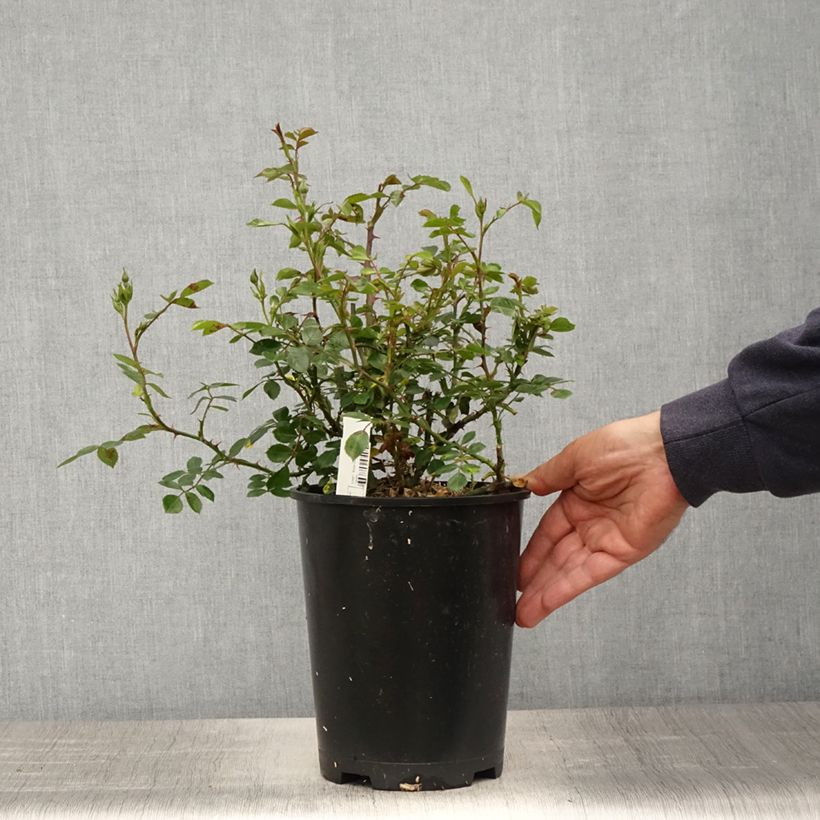 Example of Rosier couvre-sol Topolina Pot de 3L/4L as you get in printemps