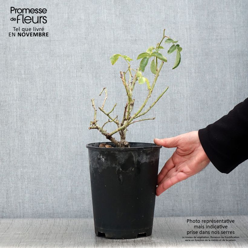 Spécimen de Rosier couvre-sol Weg der Sinne Pot de 2L/3L tel que livré en automne