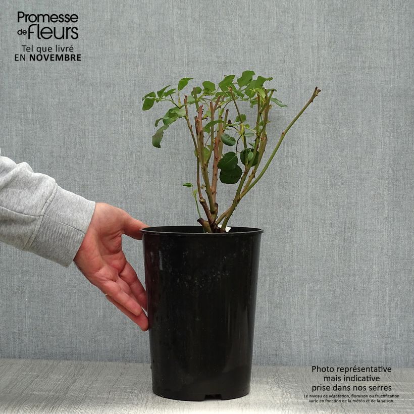 Spécimen de Rosier David Austin Albrighton Rambler  Pot de 4L/5L tel que livré en automne