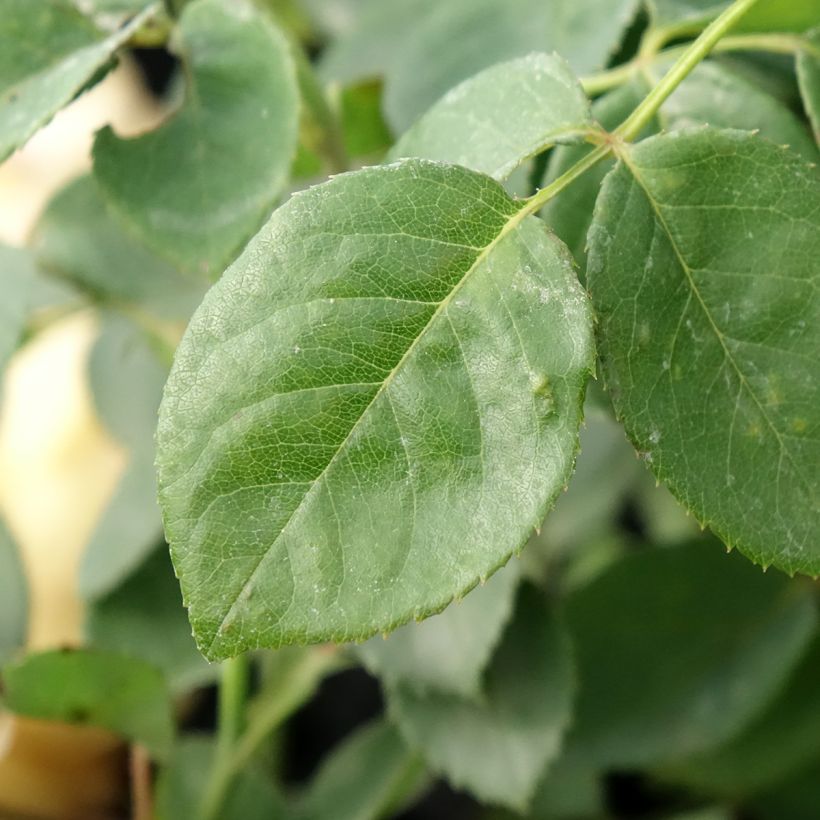 Rosier David Austin Bring Me Sunshine  (Foliage)
