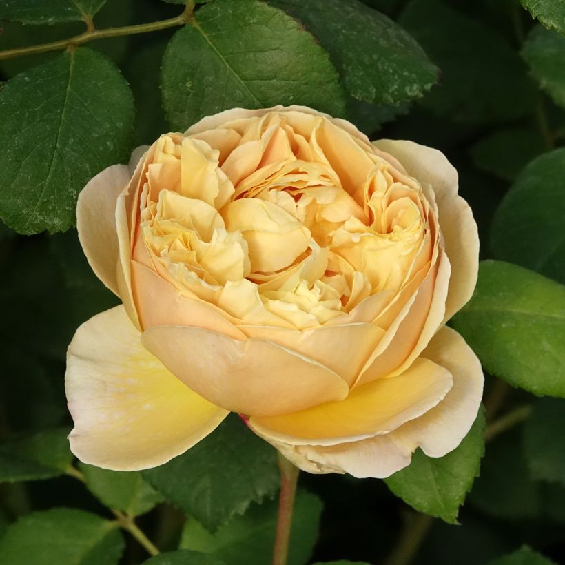 Rosier David Austin Charles Darwin (Floraison)