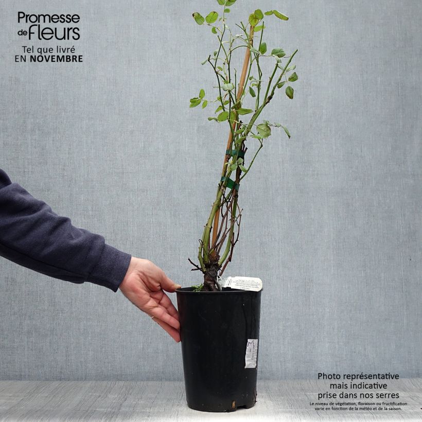 Spécimen de Rosier David Austin Claire Austin Pot de 4L/5L tel que livré en automne