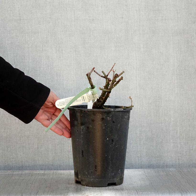 Spécimen de Rosier David Austin Desdemona  Pot de 4L/5L tel que livré en automne