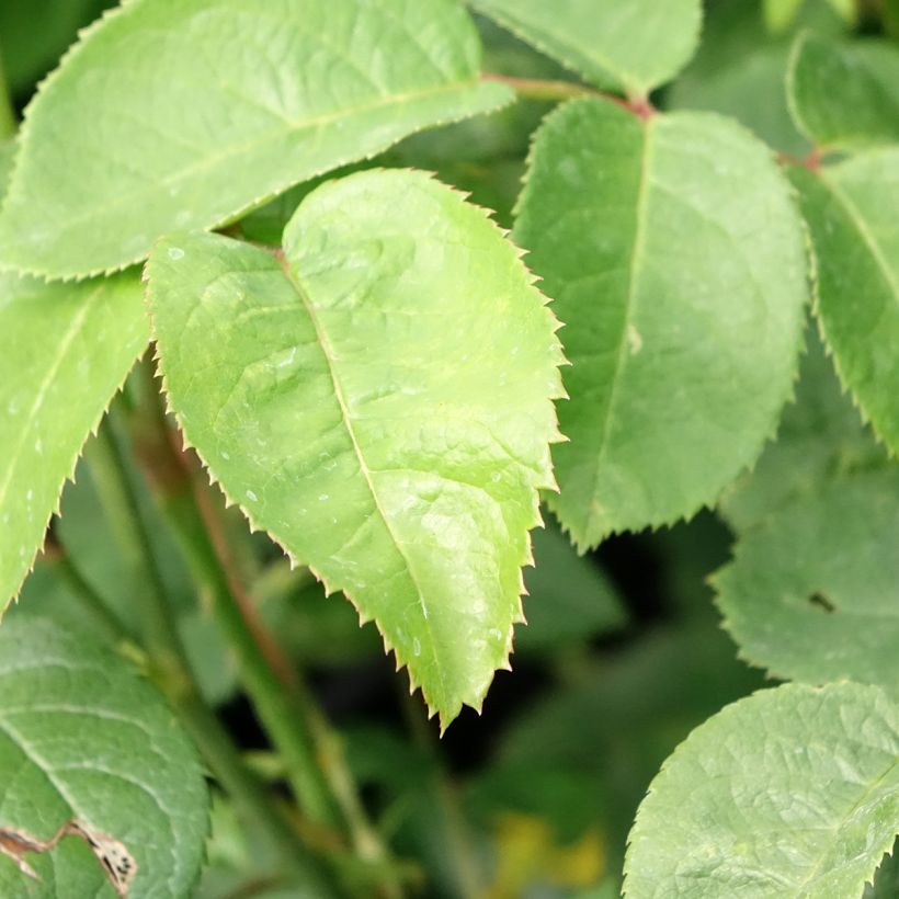 Rosier David Austin Elizabeth Ausmajesté (Foliage)