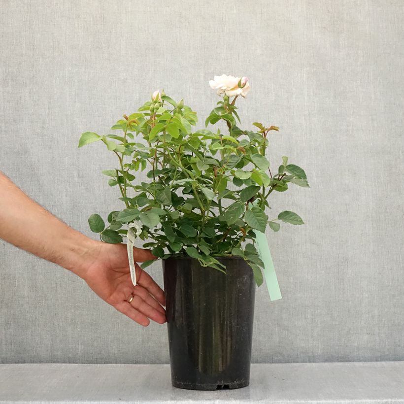 Example of Rosier David Austin Elizabeth Ausmajesté Pot de 4L/5L as you get in ete