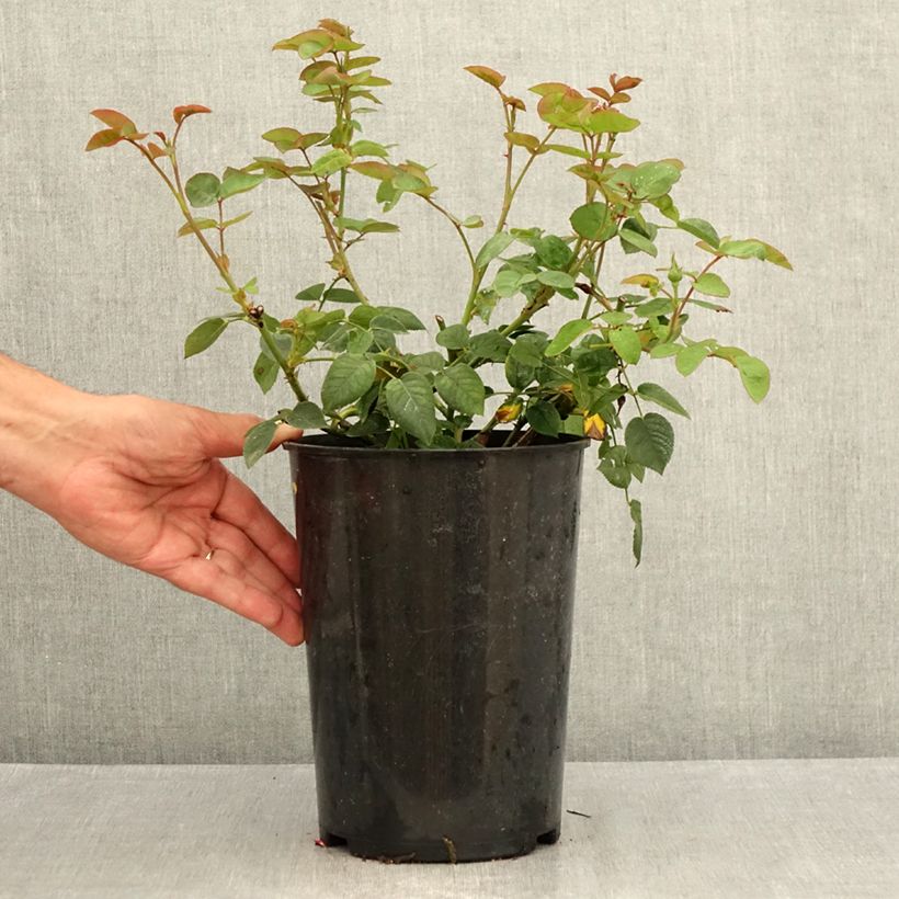 Spécimen de Rosier David Austin Gentle Hermione Pot de 4L/5L tel que livré en été