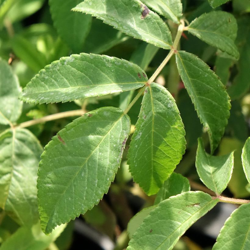 Rosier David Austin Gentle Hermione (Feuillage)