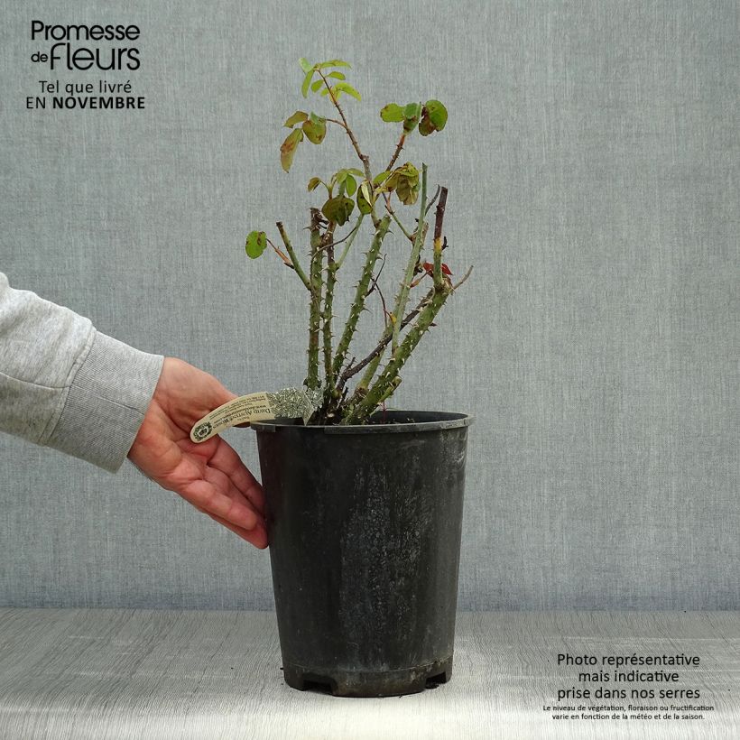 Spécimen de Rosier David Austin Gertrude Jekyll Pot de 4L/5L tel que livré en automne