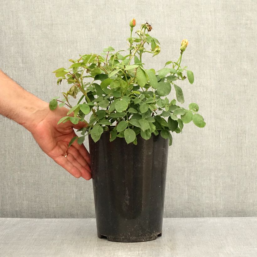 Example of Rosier David Austin Grace  Pot de 4L/5L as you get in ete