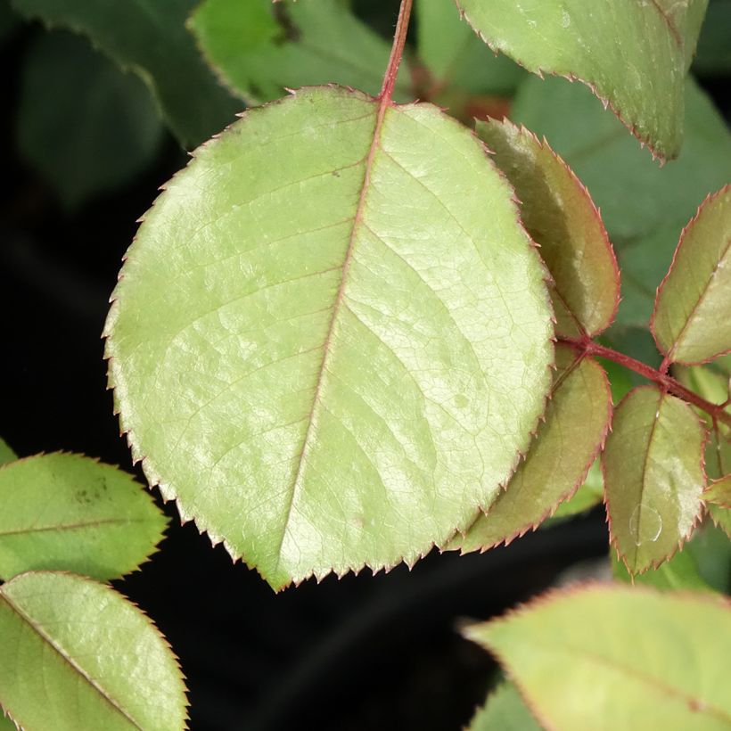 Rosier David Austin James Galway (Foliage)
