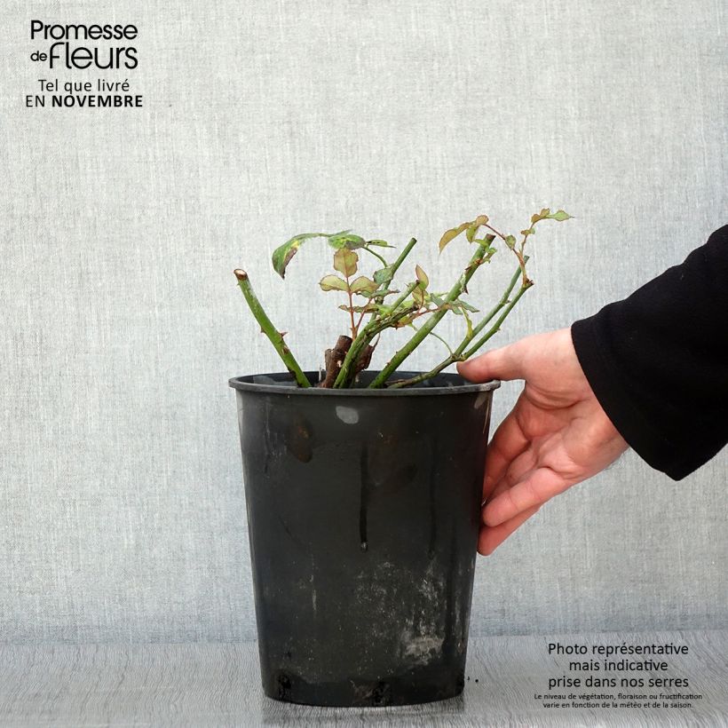 Spécimen de Rosier David Austin Lichfield Angel  Pot de 4L/5L tel que livré en automne