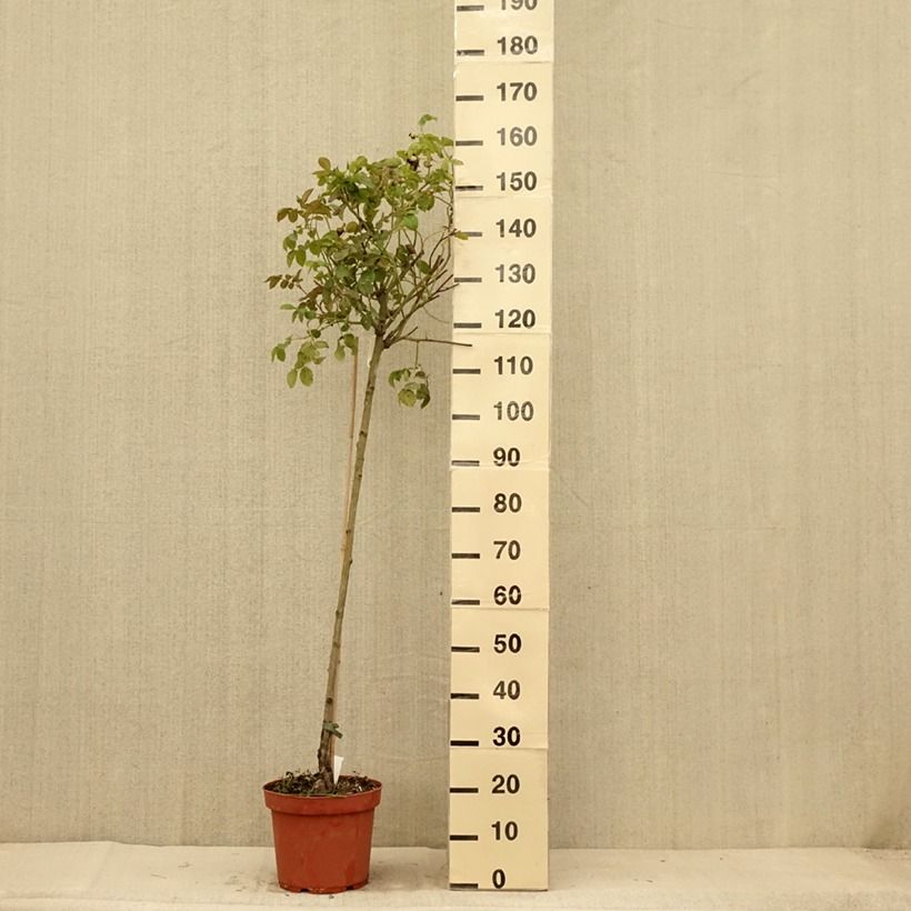 Spécimen de Rosier David Austin Port Sunlight Pot de 7,5L/10L, Tige, tige de 90cm tel que livré en été
