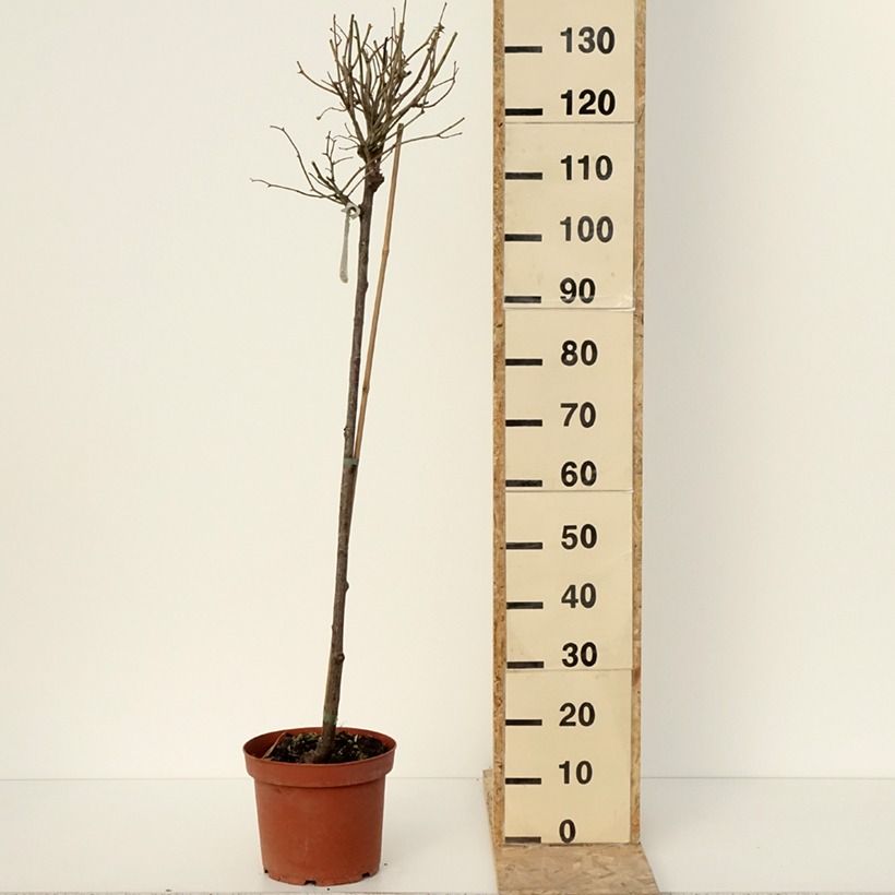 Example of Rosier David Austin Port Sunlight Pot de 7,5L/10L, Tige, tige de 90cm as you get in hiver