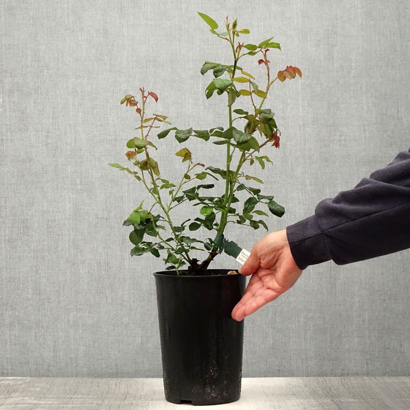 Spécimen de Rosier David Austin Scepter'd Isle Pot de 4L/5L tel que livré en été