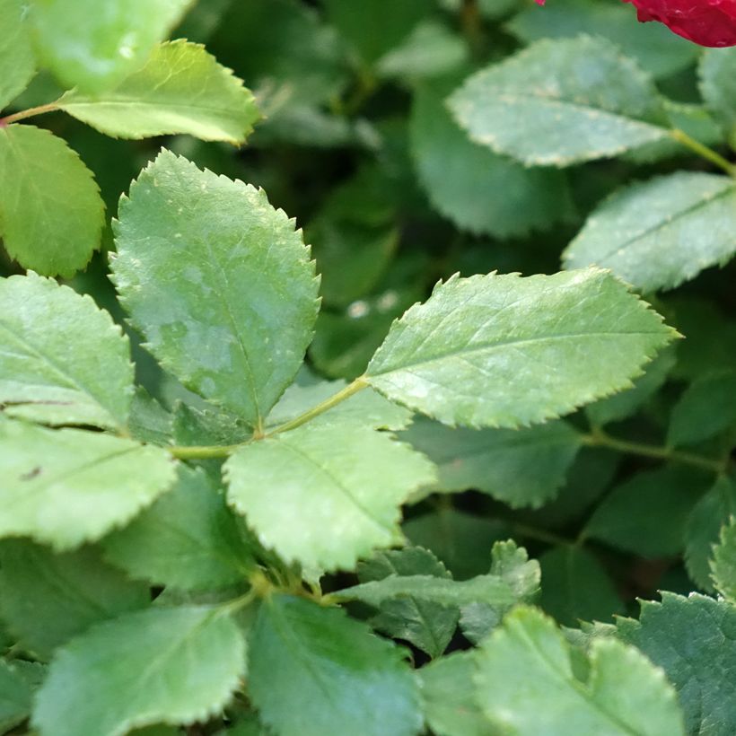 Rosier David Austin Sir John Betjeman  (Foliage)