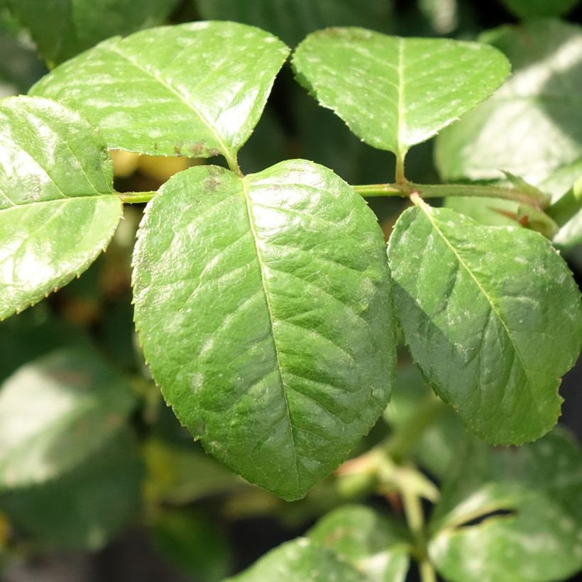 Rosier David Austin Strawberry Hill (Feuillage)