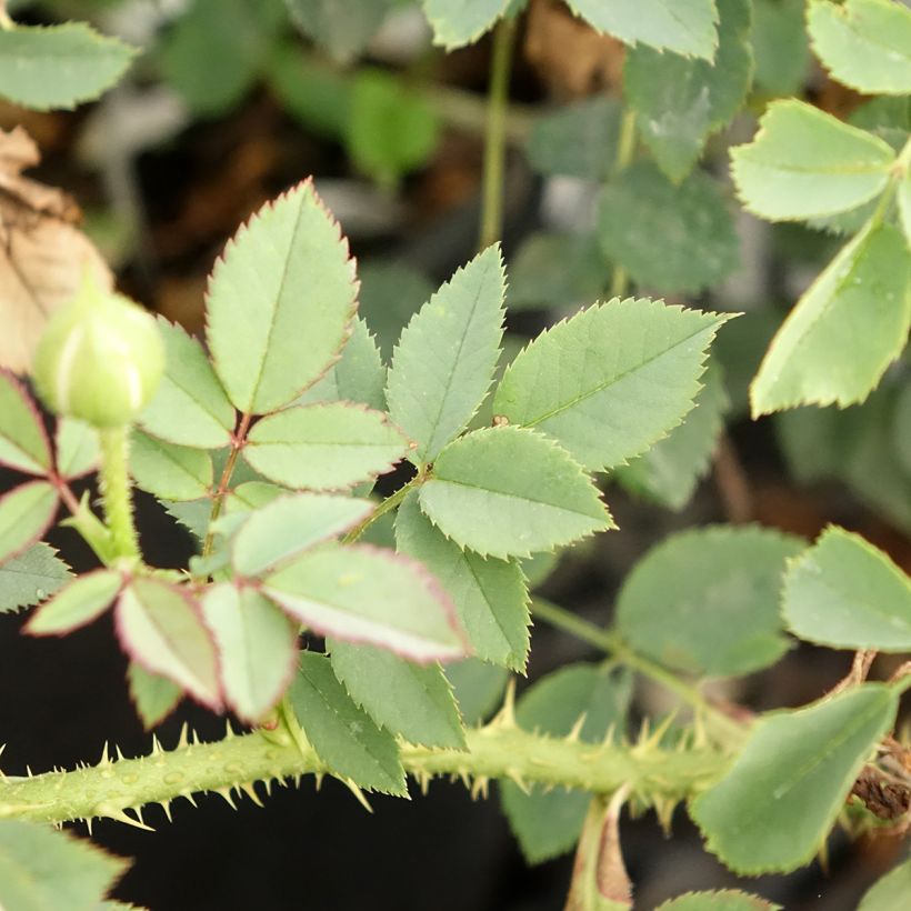 Rosier David Austin The Country Parson  (Foliage)