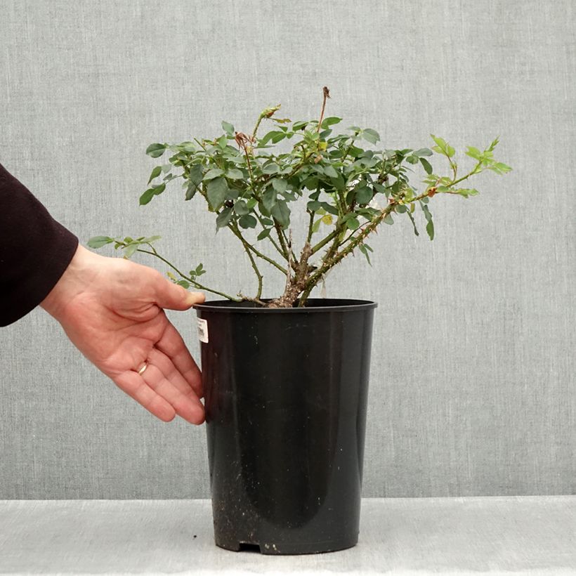 Spécimen de Rosier David Austin The Country Parson  Pot de 4L/5L tel que livré en automne