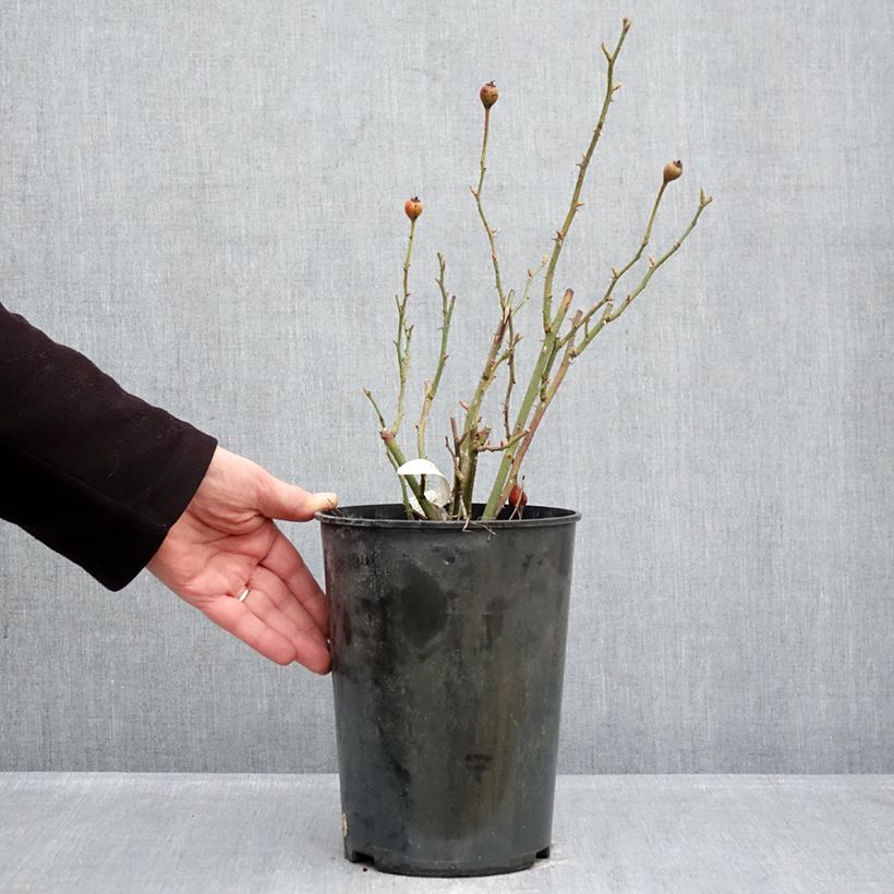 Spécimen de Rosier David Austin The Lark Ascending Pot de 4L/5L tel que livré en hiver