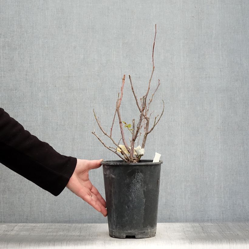 Spécimen de Rosier David Austin The Mill on the Floss Pot de 4L/5L tel que livré en hiver