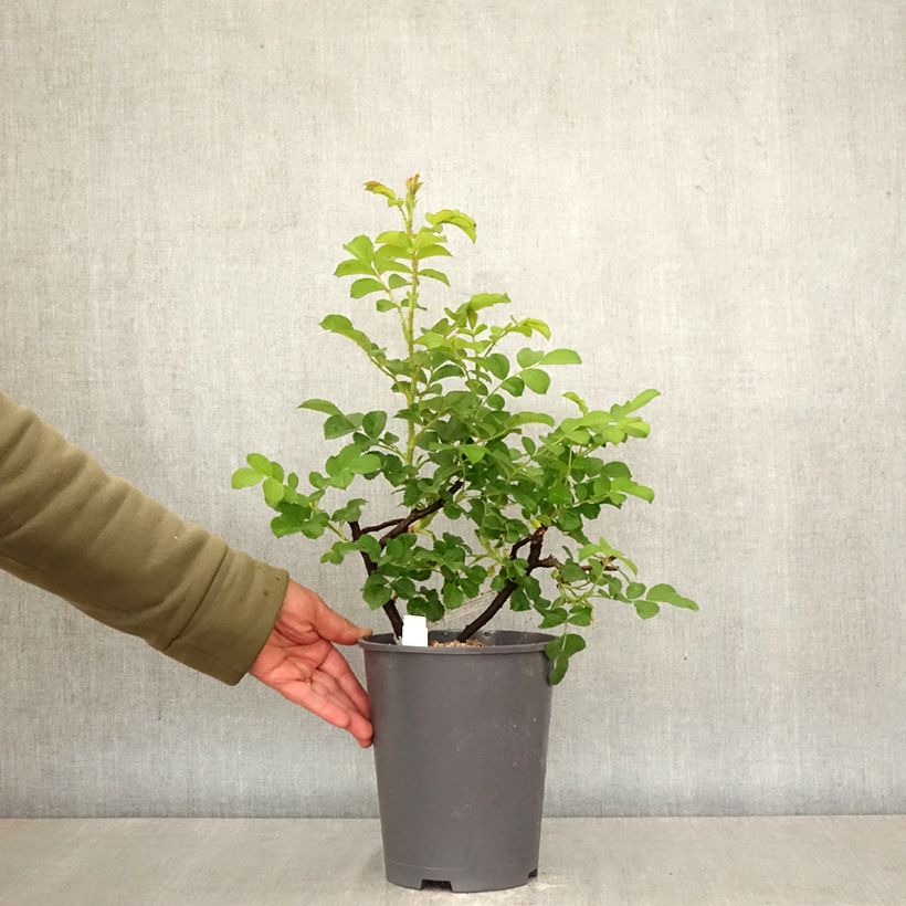 Spécimen de Rosier David Austin Wild Edric  Pot de 4L/5L tel que livré au printemps