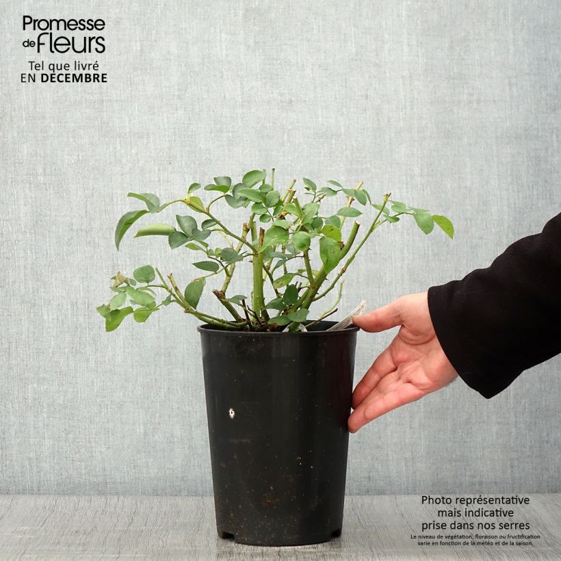 Spécimen de Rosier David Austin Wildeve Pot de 4L/5L tel que livré en automne